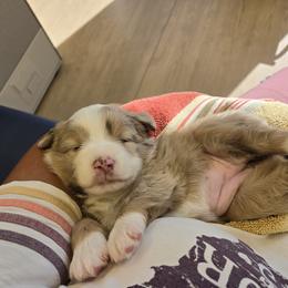 Miniature American Shepherd Puppies from Brandy Burton