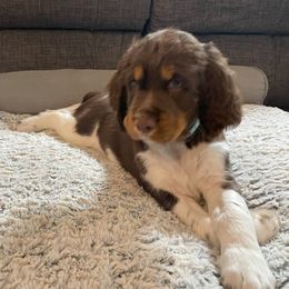 English Springer Spaniel Puppies from Timothy Naylor