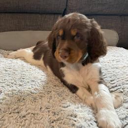 English Springer Spaniel Puppies from Timothy Naylor