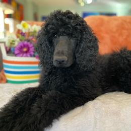 Boy 3- Sosuke - Blue Poodle puppy in Troy, Virginia from Stewart’s Standards