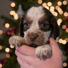 Darby - Tri-Roan female English Springer Spaniel puppy in Florida from Thunderbird Springers