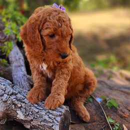 Goldendoodle Puppies from Central Texas Poodles and Doods