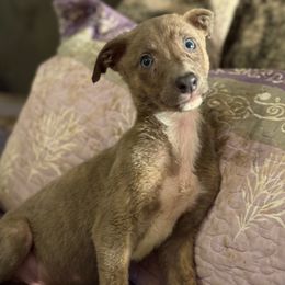 Puppy 2 - Blue brindle male Greyhound puppy in Florida from Running to Stand Still (RTSS)