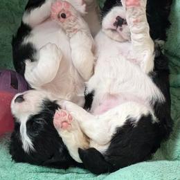 English Springer Spaniel Puppies from Darkover English Springer Spaniels