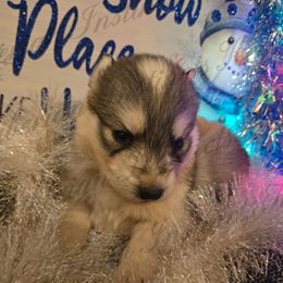 Olaf - Gray and white male Siberian Husky puppy in Bingham, Illinois from Siberian Instincts Kennel