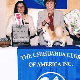 Chihuahuas from Jen-Jeans Chihuahuas