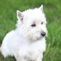 Pearl - West Highland White Terrier