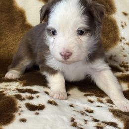 Red Tri - Red tri male Toy Australian Shepherd puppy in Stephenville, Texas from Rockin J Lil Aussies