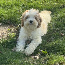 Boy 2 - Red and white Cockapoo puppy in Berea, Kentucky from Blair’s Furry Friends