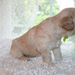 Australian Labradoodle Puppies from Windsor Creek Labradoodles