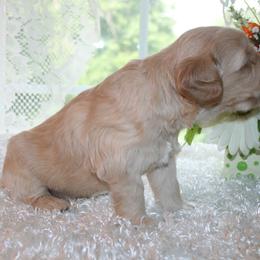Australian Labradoodle Puppies from Windsor Creek Labradoodles