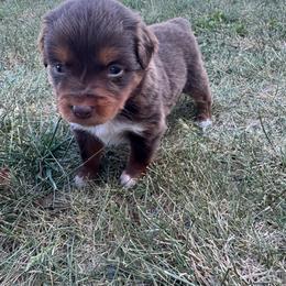 Girl 1 - Red tri female Miniature Australian Shepherd puppy in Amarillo, Texas from Duclops Ranch Aussies