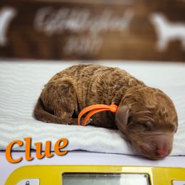 Clue - Brown Chesapeake Bay Retriever puppy in Columbus Grove, Ohio from Twin Oak's Chesapeakes LLC
