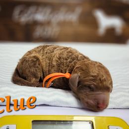 Clue - Brown Chesapeake Bay Retriever puppy in Columbus Grove, Ohio from Twin Oak's Chesapeakes LLC