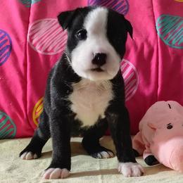 Jasmine - Black brindle female American Staffordshire Terrier puppy in Bastrop County, Texas from Ironheart American Staffordshire Terriers