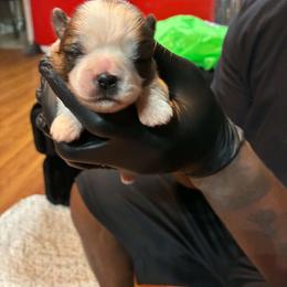 Boy 3 - Gold and white male Shih Tzu puppy in Memphis, Tennessee from Lady Class Kennel