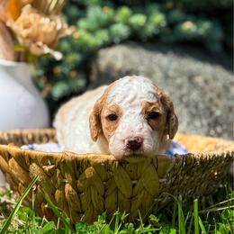Andrew - Parti male Goldendoodle puppy in Urbana, Illinois from ZaraDoodles