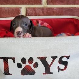 Boston Terrier and Italian Greyhound Puppies from 4Ever Boston Terriers & Italian Greyhounds