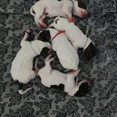 German Shorthaired Pointer Puppies from Paradise Pups Utah