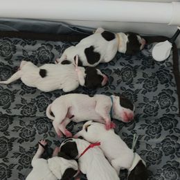 German Shorthaired Pointer Puppies from Paradise Pups Utah
