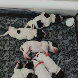 German Shorthaired Pointer Puppies from Paradise Pups Utah