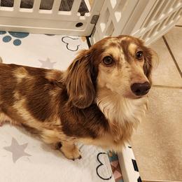 Dachshunds from Destiny's Dachshunds
