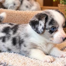 Clay - Blue merle and white male Cardigan Welsh Corgi puppy in Kerens, West Virginia from Leather & Lace