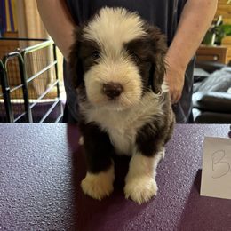 Bearded Collie Puppies from Aberlour Bearded Collies