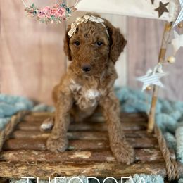 Goldendoodle Puppies from All My Doodles