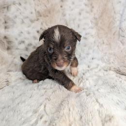 Facilier - Red tri male Miniature Australian Shepherd puppy in Bend, Oregon from Wonderland Aussies