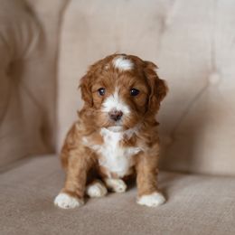 Aussiedoodle, Cockapoo, Miniature Australian Shepherd, and Poodle Puppies from Benson’s Red River Aussies