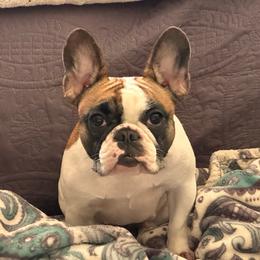Tori - French Bulldog