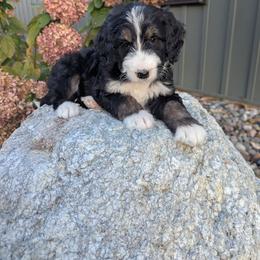 Kate - Tri-color female Bernedoodle puppy in Beach City, Ohio from Blue Cloud Doodles