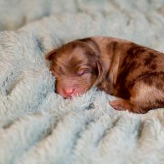Zambezi - male Golden Mountain Doodle puppy in Murray, Utah from Good Looking Dogs