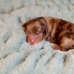 Zambezi - male Golden Mountain Doodle puppy in Murray, Utah from Good Looking Dogs