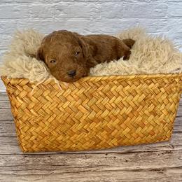 Lucky (AKC) - Red  male Poodle puppy in Riverside, California from Red Toy Poodle World