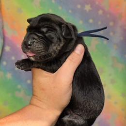Black tan or brindle point navy - Black male Great Dane puppy in Port Clinton, Ohio from LakeSide Danes
