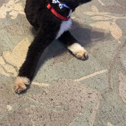 Bernedoodle, Goldendoodle, and Shih Tzu All Grown Up from TrueLine kennels