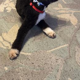 Bernedoodle, Goldendoodle, and Shih Tzu All Grown Up from TrueLine kennels