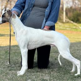 Swift - White male Whippet puppy in Henryville, Kentucky from Longlesson kennels