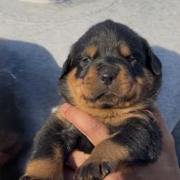 Pink collar (F) - Black and rust female Rottweiler puppy in San Antonio, Texas from VHWilliamsRottweilers