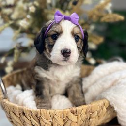 Bernedoodle and Goldendoodle Puppies from Apricot Roots Doodles