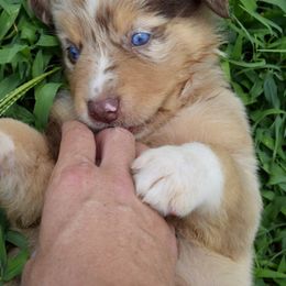 Australian Shepherd Puppies from Canyon South Aussies