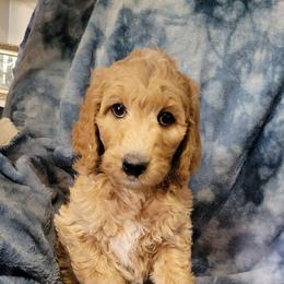 Mija,  pink - Apricot female Goldendoodle puppy in Blountsville, Alabama from Southern Charm Goldendoodles