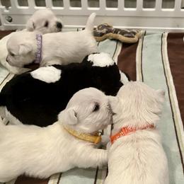 West Highland White Terrier puppies from Judith's West Highland White Terriers