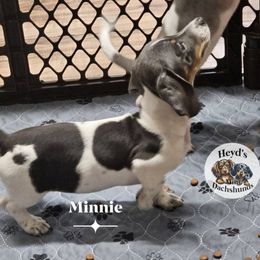 Minnie - Blue and tan female Dachshund puppy in Hoquiam, Washington from Heyd's Mini Dachshunds
