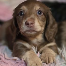 Chocolate cream - Chocolate and cream male Dachshund puppy in Ethel, Washington from Mickey's Miracle Doxies