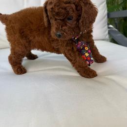 AKC-Chili - Red  male Poodle puppy in Cape Coral, Florida from Ruby the poodle