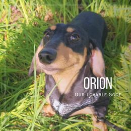 Orion - Dachshund