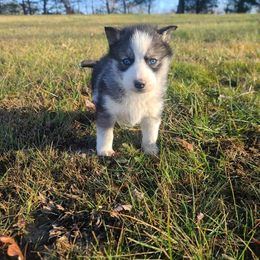 Miniature Australian Shepherd and Siberian Husky Puppies from MightyTiny Kennel